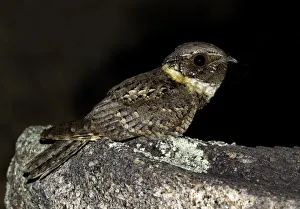 Buff-collared Nightjar (Antrostomus ridgwayi), Arizona, USA