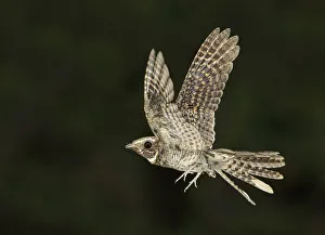 Buff-collared Nightjar (Antrostomus ridgwayi) flying, Arizona, USA