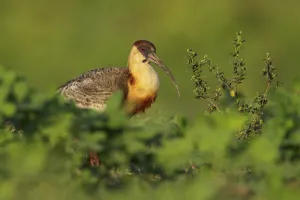Wetland Prints: Buff-necked Ibis (Theristicus caudatus) feeding in a wetland area, Pantanal, Brazil
