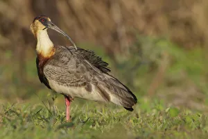 Buff-necked Ibis (Theristicus caudatus) feeding in a wetland area, Pantanal, Brazil