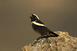 Buff-streaked Chat (Campicoloides bifasciatus) male singing from rock, Kwazulu-Natal Buff-streaked Chat (Campicoloides bifasciatus) male singing from rock, Kwazulu-Natal