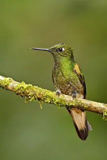 Hummingbirds Prints: Buff-tailed Coronet (Boissonneaua flavescens), Ecuador
