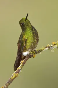 Buff-tailed Coronet (Boissonneaua flavescens), Ecuador