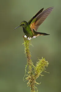 Buff-tailed Coronet (Boissonneaua flavescens), Ecuador