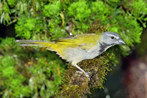 Central America Prints: Buff-throated Saltator (Saltator maximus) Puntarenas, Costa Rica