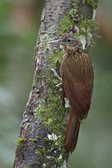Buff-throated Woodcreeper (Xiphorhynchus guttatus), Manu National Park, Peru Buff-throated Woodcreeper (Xiphorhynchus guttatus), Manu National Park, Peru