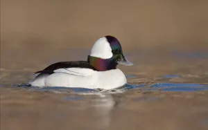 Waterfowl Prints: Bufflehead (Bucephala albeola) male, Ontario, Canada