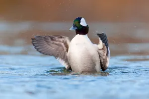Bufflehead (Bucephala albeola) male, British Columbia, Canada