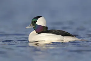 Waterfowl Prints: Bufflehead (Bucephala albeola) male, Canada