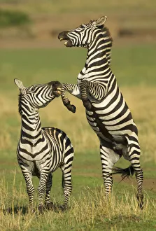 Rift Valley Province Prints: Two Burchellaes zebra (Equus quagga) rearing up on hind legs during fight, Kenya