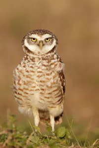 Burrowing Owl (Athene cunicularia), Florida, USA