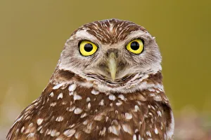 Burrowing Owl (Athene cunicularia), Florida, USA