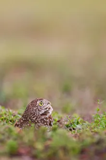 Burrowing Owl (Athene cunicularia), Florida, USA