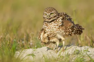 Burrowing Owl (Athene cunicularia), Florida, USA