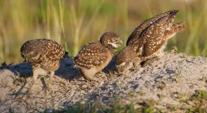 Burrowing Owl (Athene cunicularia) with juvenile, Florida, USA Burrowing Owl (Athene cunicularia) with juvenile, Florida, USA