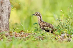 Bush Stone-curlew (Burhinus grallarius), Queensland, Australia