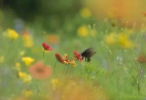 Butterfly feeding on nectar in a field of Indian Blanket (Gaillardia pulchella) Butterfly feeding on nectar in a field of Indian Blanket (Gaillardia pulchella)