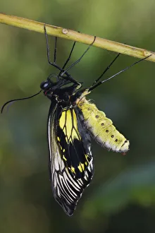 Butterfly recently emerged from chrysalis, drying its wings, Malaysia Butterfly recently emerged from chrysalis, drying its wings, Malaysia