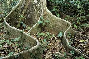 Buttress root in rainforest, Havelock Island, Andaman Islands, India Buttress root in rainforest, Havelock Island, Andaman Islands, India