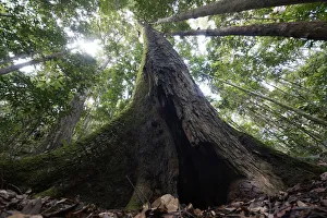 Buttressed rainforest tree, Maliau Basin, Malaysia