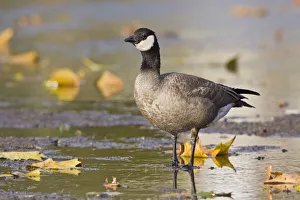 Cackling Goose (Branta hutchinsii), British Columbia, Canada Cackling Goose (Branta hutchinsii), British Columbia, Canada