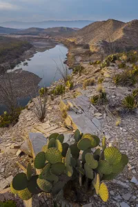 Cactus Prints: Cactus and Rio Grande, Big Bend National Park, Texas