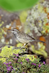 Cactus Wren (Campylorhynchus brunneicapillus) singing, Arizona, USA Cactus Wren (Campylorhynchus brunneicapillus) singing, Arizona, USA