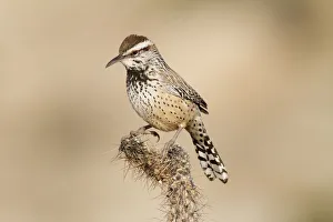 Cactus Wren (Campylorhynchus brunneicapillus), California, USA
