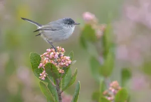 California Gnatcatcher (Polioptila californica) male, California, USA California Gnatcatcher (Polioptila californica) male, California, USA