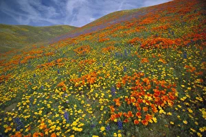 Tranquility Prints: California Poppy (Eschscholzia californica) and Lupine (Lupinus sp) flowers covering hills
