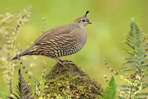 California Quail (Callipepla californica) female, British Columbia, Canada California Quail (Callipepla californica) female, British Columbia, Canada