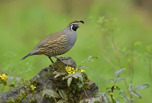 California Quail (Callipepla californica) male, British Columbia, Canada