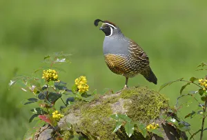 California Quail (Callipepla californica) male, British Columbia, Canada