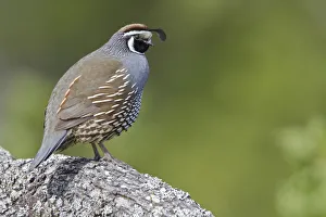 California Quail (Callipepla californica) male, British Columbia, Canada
