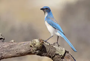 California Scrub Jay (Aphelocoma californica), California, USA California Scrub Jay (Aphelocoma californica), California, USA
