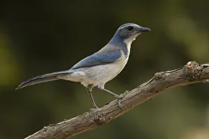 California Scrub Jay (Aphelocoma californica), California, USA California Scrub Jay (Aphelocoma californica), California, USA
