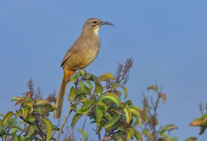 California Thrasher (Toxostoma redivivum), California, USA