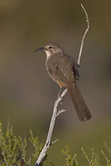 California Thrasher (Toxostoma redivivum), California, USA