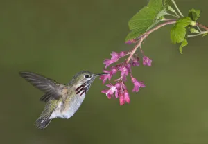 Calliope Hummingbird (Selasphorus calliope), Canada