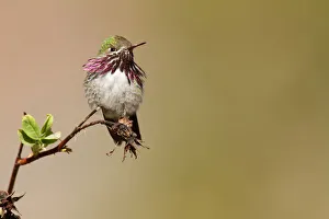 Calliope Hummingbird (Selasphorus calliope) male, California, USA