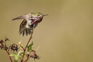 Calliope Hummingbird (Selasphorus calliope) male, California, USA