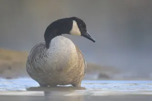 Canada Goose (Branta canadensis), North Rhine-Westphalia, Germany Canada Goose (Branta canadensis), North Rhine-Westphalia, Germany