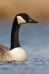 Waterfowl Prints: Canada Goose (Branta canadensis), Utrecht, The Netherlands