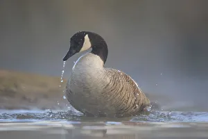 Canada Goose (Branta canadensis) bathing, North Rhine-Westphalia, Germany