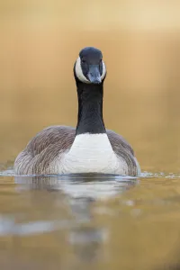 Canada Goose (Branta canadensis), Bavaria, Germany