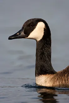 Waterfowl Prints: Canada Goose (Branta canadensis), Berlin, Germany