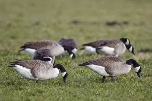 Waterfowl Prints: Canada Goose (Branta canadensis) flock foraging, The Netherlands