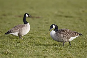 Anatidae Prints: Canada Goose (Branta canadensis), The Netherlands