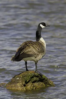 Anatidae Prints: Canada Goose (Branta canadensis), Oregon, USA