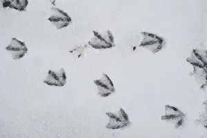 Canada Goose (Branta canadensis) tracks in snow, Alaska